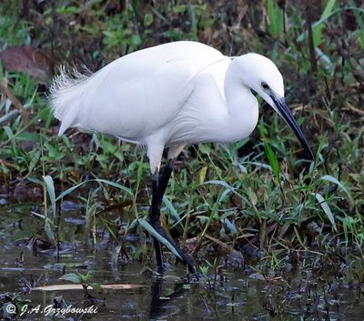 Herons, Egrets, etc.
