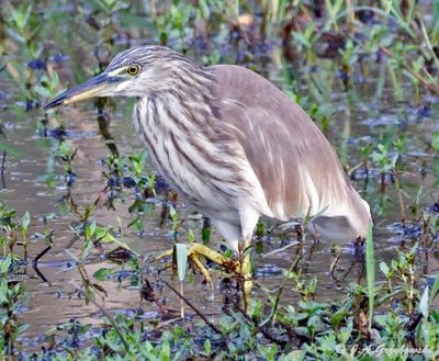 Herons, Egrets, etc.