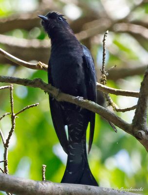 Kaeng Krachan NP
