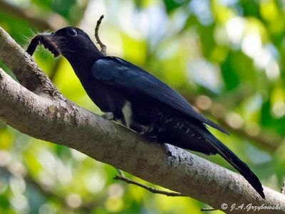 Kaeng Krachan NP