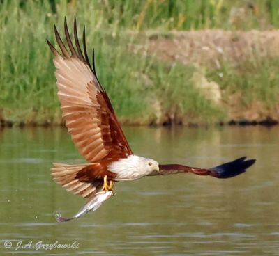 Brahminy Kite