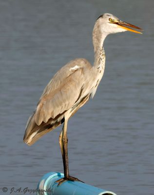 Coastal salt pens--shorebirds