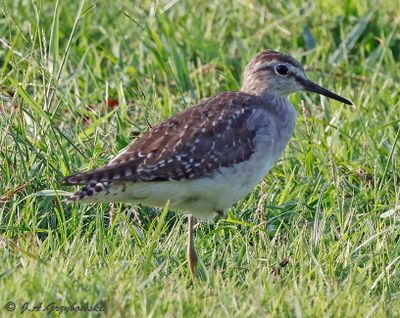 Shorebirds