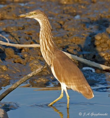 Java/Chinese Pond Heron
