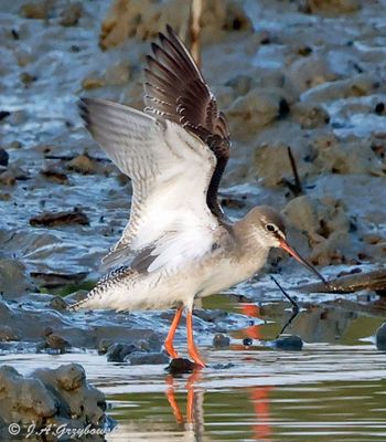 Spotted Redshank