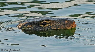 Water Monitor (Varanus salvator)