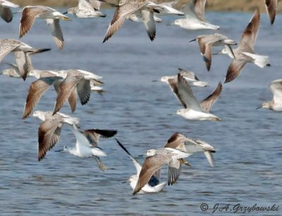 Nordmann's Greenshank