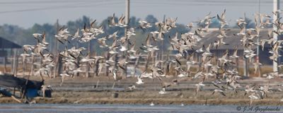 Nordmann's Greenshank