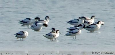 Pied Avocet