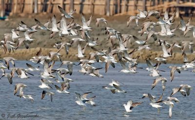 Great Knots and Nordmann's Greenshanks
