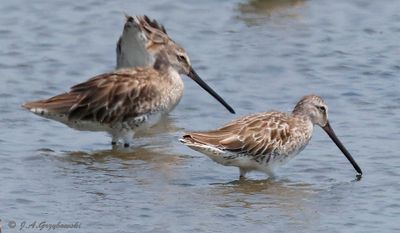 Asian Dowitcher