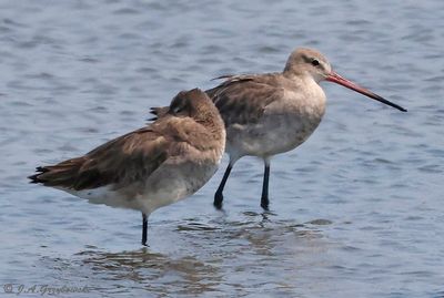 Black-tailed Godwit