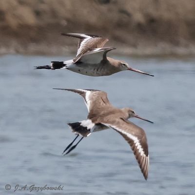 Black-tailed Godwit