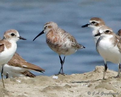 Curlew Sandpiper