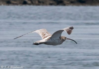 Eurasian Curlew