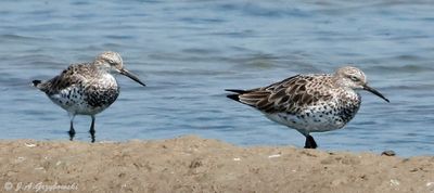 Great Knot