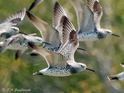 Great Knot