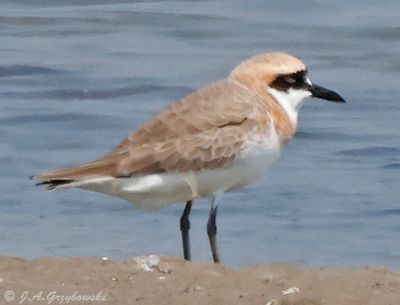Greater Sand Plover