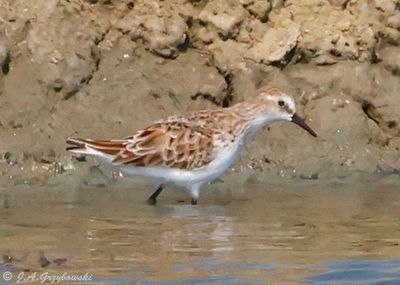 Little Stint