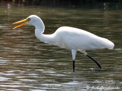 Medium Egret