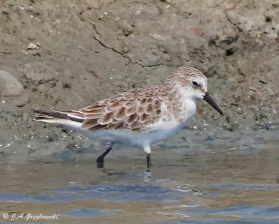 Red-necked Stint