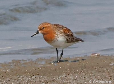 Red-necked Stint