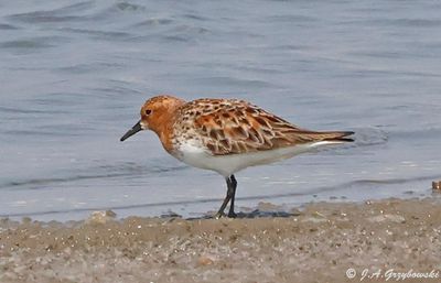 Shorebirds--peep