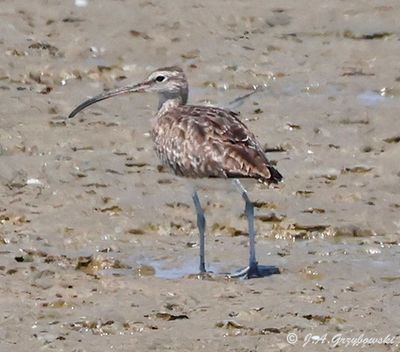 Whimbrel