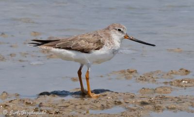 Terek Sandpiper