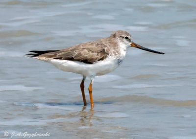 Shorebirds
