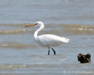 Chinese Egret