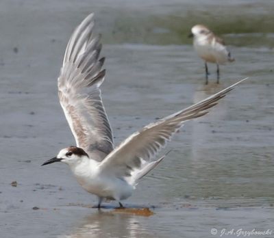 Coastal plain and salt pens