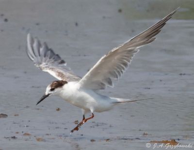 Common Tern