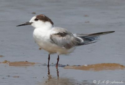 Terns