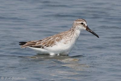 Broad-billed Sandpiper