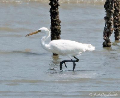 Chinese Egret