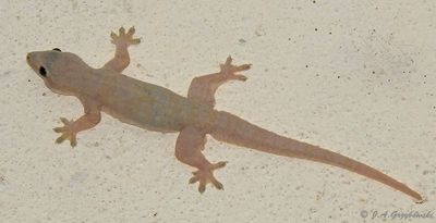 Garnot's House Gecko (Hemidactylus garnoti)