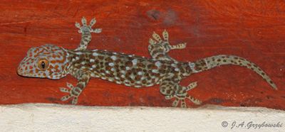 Kaeng Krachan NP