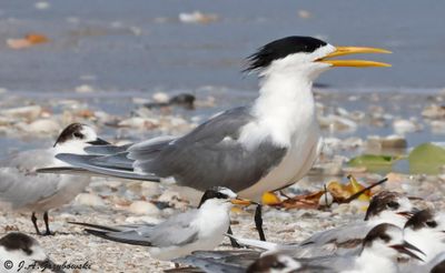 Great Crested Tern