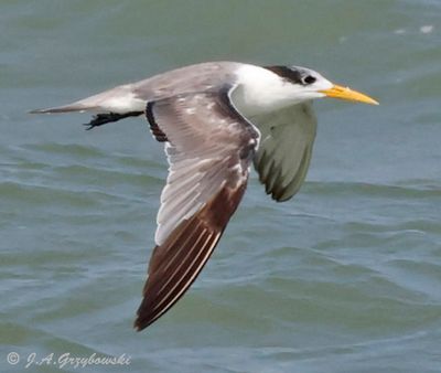 Lesser Crested Tern