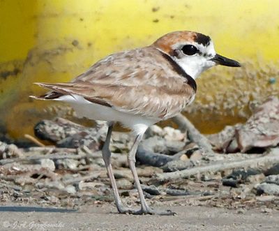 Malaysian Plover