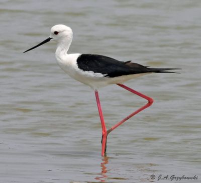 Black-winged Stilt