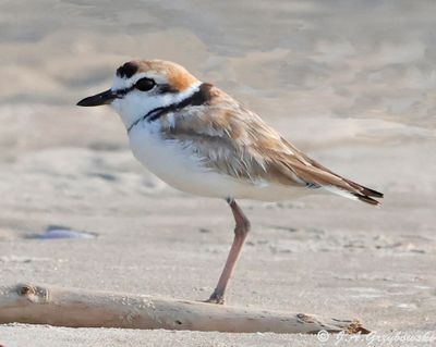 Malaysian Plover--male