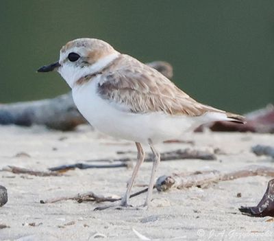 Plovers