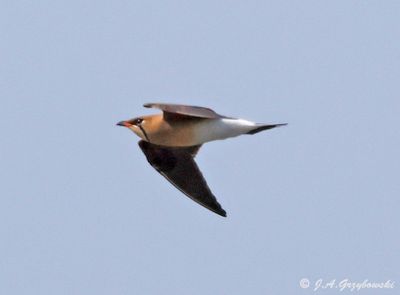 Oriental Pratincole