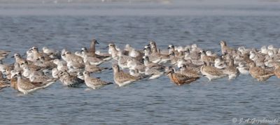 mostly Grey (Black-bellied) Plovers
