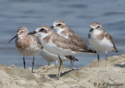 shorebird mix