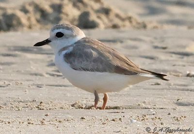 White-fronted Plover