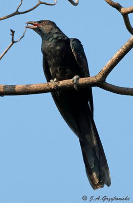 Asian Koel