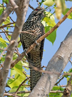 Asian Koel